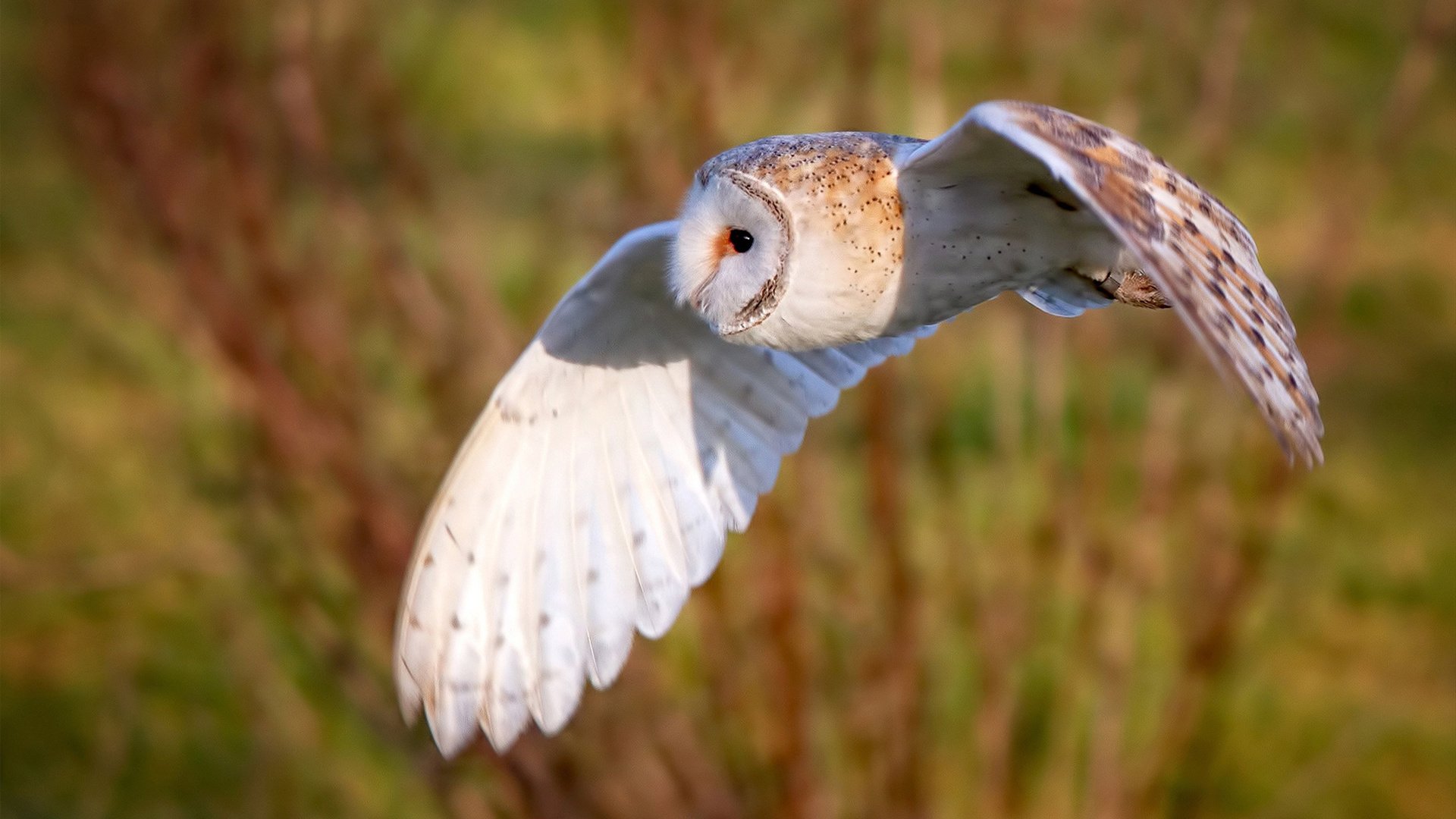 _鹈鹕队奋勇冲刺，季后赛希望依旧_，鹈鹕队赛程表