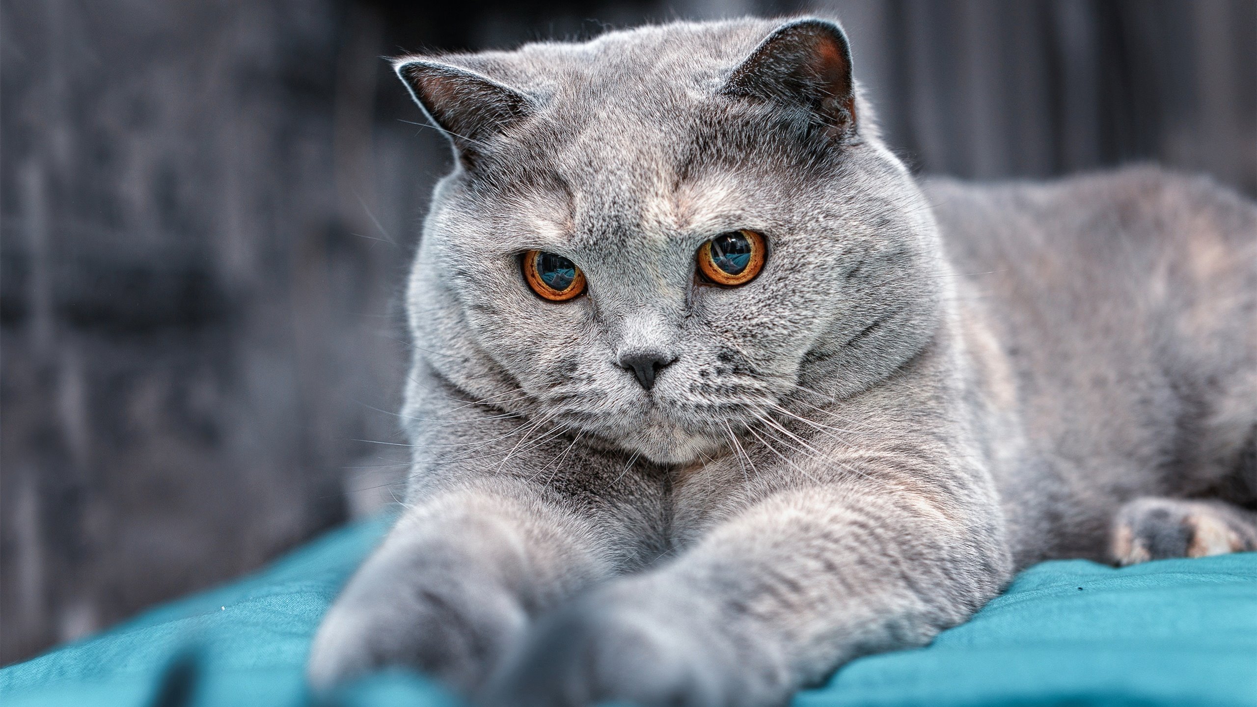 爱游戏官方网站-史上最震撼的“逆转奇迹”，你还记得哪场？，逆转2021